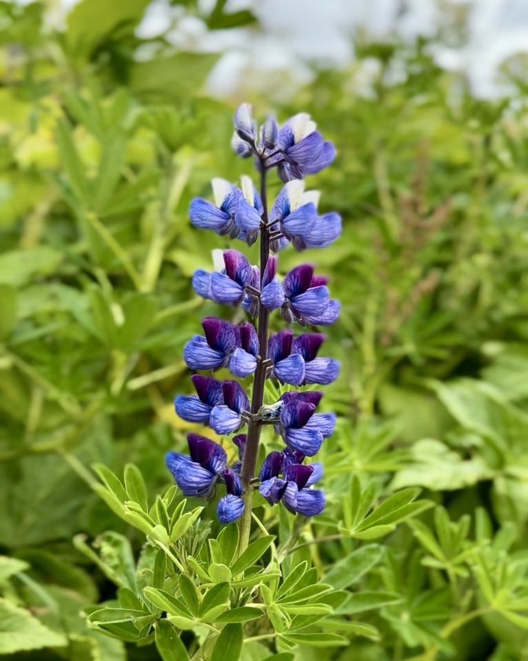 Icelandic beauty - waterfalls, geysers, black sand beaches, and lupin